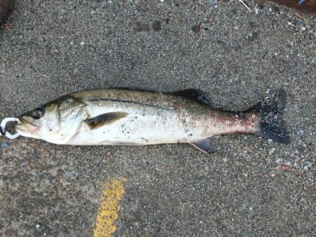 真夏のメソッド