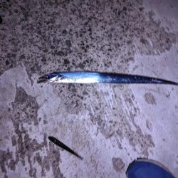 穴子撃沈からの太刀魚小爆釣、イカも