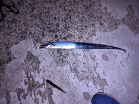 穴子撃沈からの太刀魚小爆釣、イカも