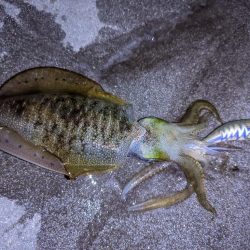 太刀魚、アオリイカ