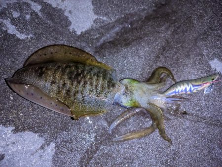太刀魚、アオリイカ