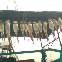 スルメイカ　２０～５３杯 ３５～５０ｃｍ (^^)/