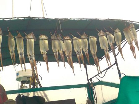 スルメイカ　２０～５３杯 ３５～５０ｃｍ (^^)/