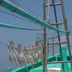 するめいか　10～16～20杯