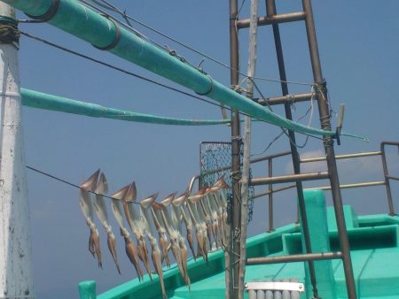 するめいか　10～16～20杯