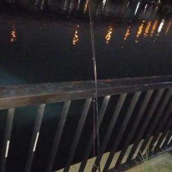 夕立の翌日、久しぶりにウナギ