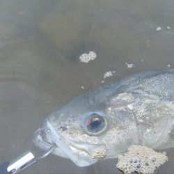 ダツ以外を狙う