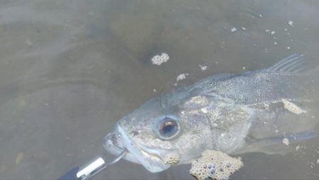 ダツ以外を狙う