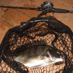 ハードルアーだけで