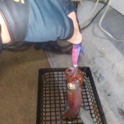 イカメタル第3戦