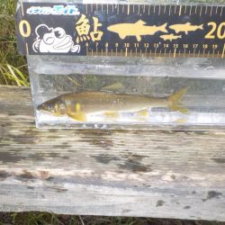 鮎最終戦〜朽木〜