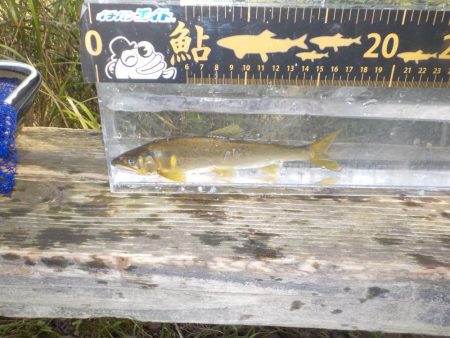 鮎最終戦〜朽木〜