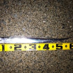 泉南タチウオ開幕