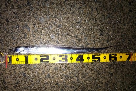 泉南タチウオ開幕