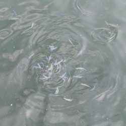 泉大津のトビウオ