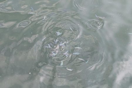 泉大津のトビウオ