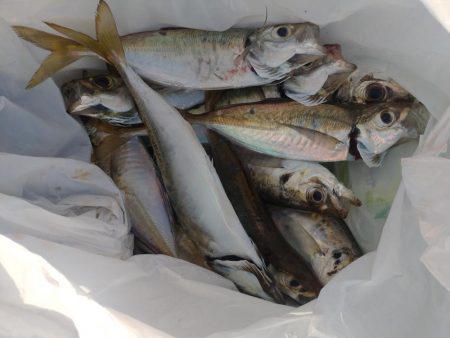 リベンジあじ釣り