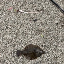 根室、夏枯れの時期にカレイ爆釣！！