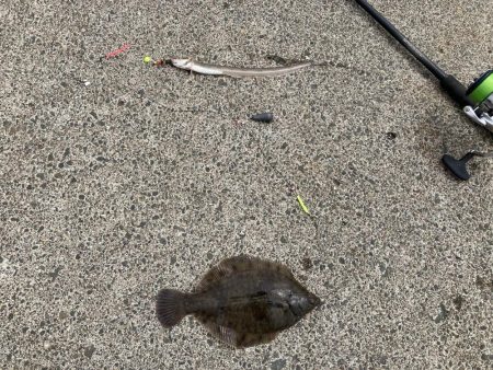 根室、夏枯れの時期にカレイ爆釣！！