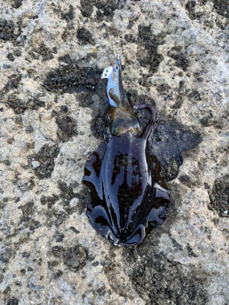 エギング　佐渡遠征①