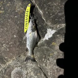 シーバスの外道でマゴチゲットだぜ