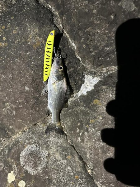 シーバスの外道でマゴチゲットだぜ