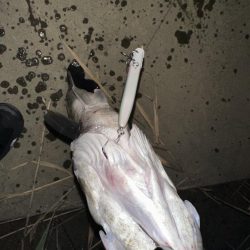 遂に初シーバスGet!!!