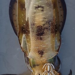 新子エギング1日目