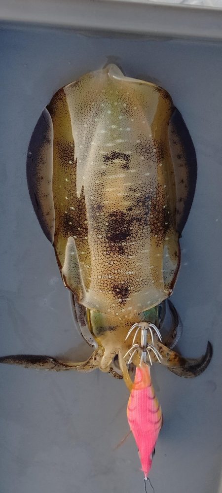 新子エギング1日目