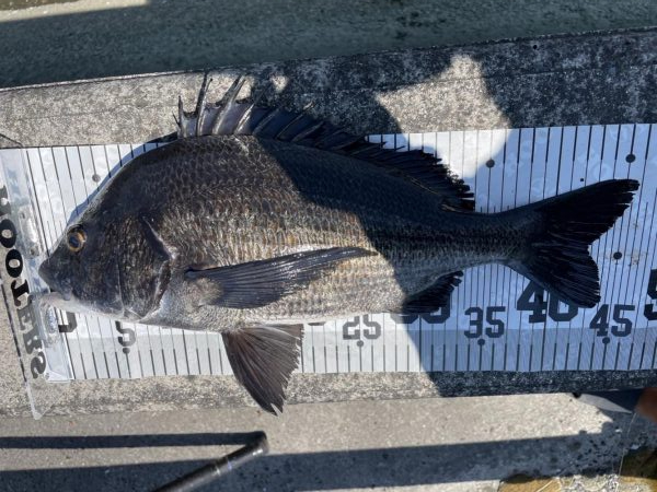 イチノ兄弟、釣果！