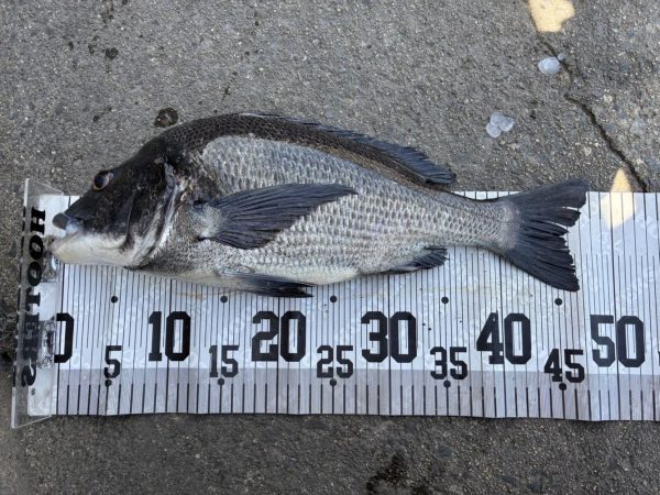 イチノ兄弟、釣果！