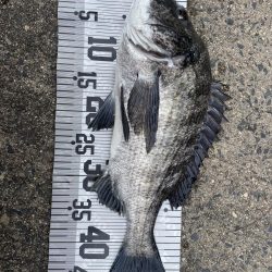 イチノ兄弟、釣果!