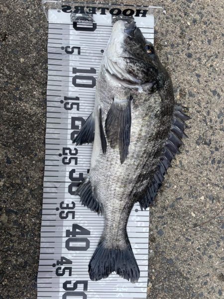 イチノ兄弟、釣果!