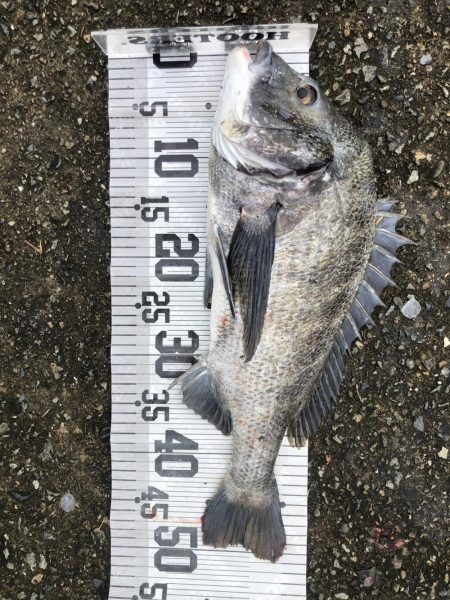 イチノ兄弟、釣果!