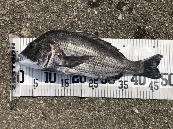 イチノ兄弟、釣果!