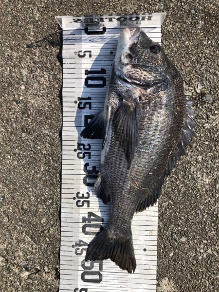 イチノ兄弟、釣果！