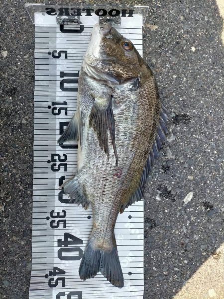 イチノ兄弟、釣果！