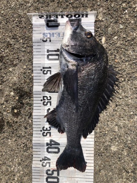 イチノ兄弟、釣果!