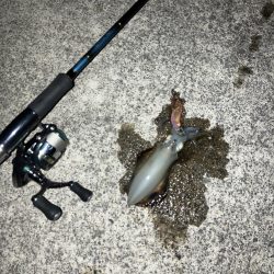 宮津アオリ新子