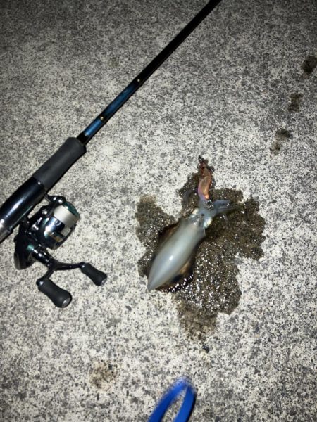 宮津アオリ新子