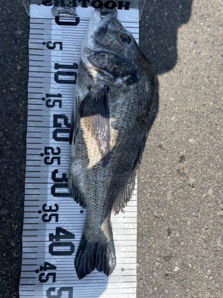 イチノ兄弟、釣果!