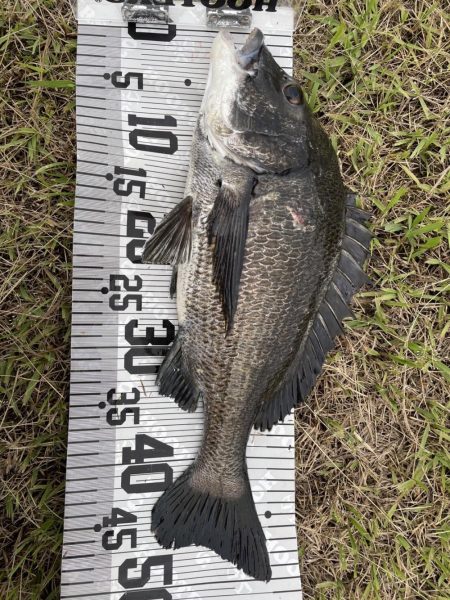 イチノ兄弟、釣果！