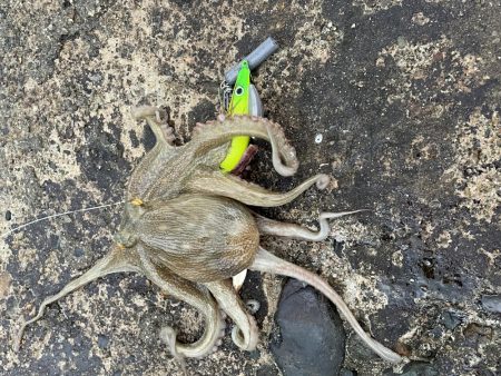 渋タコ　チビタコ