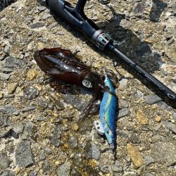 ちょっと早めの秋イカ