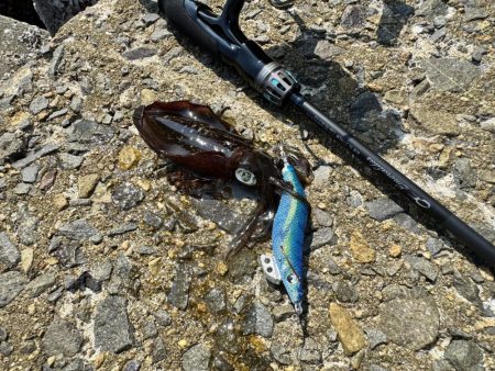 ちょっと早めの秋イカ