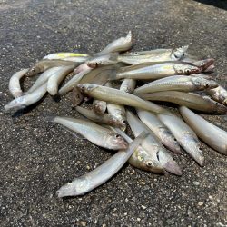 ★★今日もちょい投げで爆釣キス釣り★★