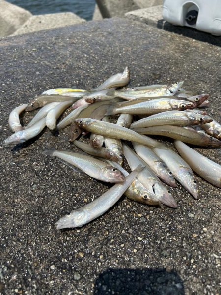 ★★今日もちょい投げで爆釣キス釣り★★