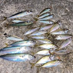 家族で夕涼みサビキ