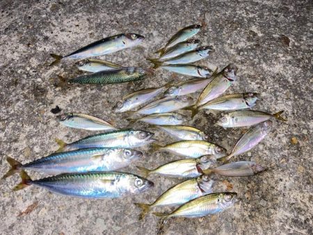 家族で夕涼みサビキ