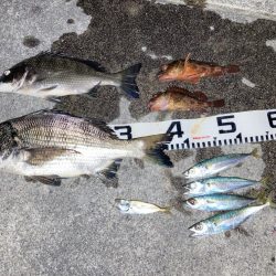 お盆明け短時間チヌ狙い